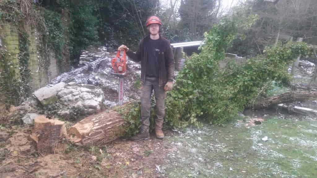 Felling a Cherry tree in Pembury