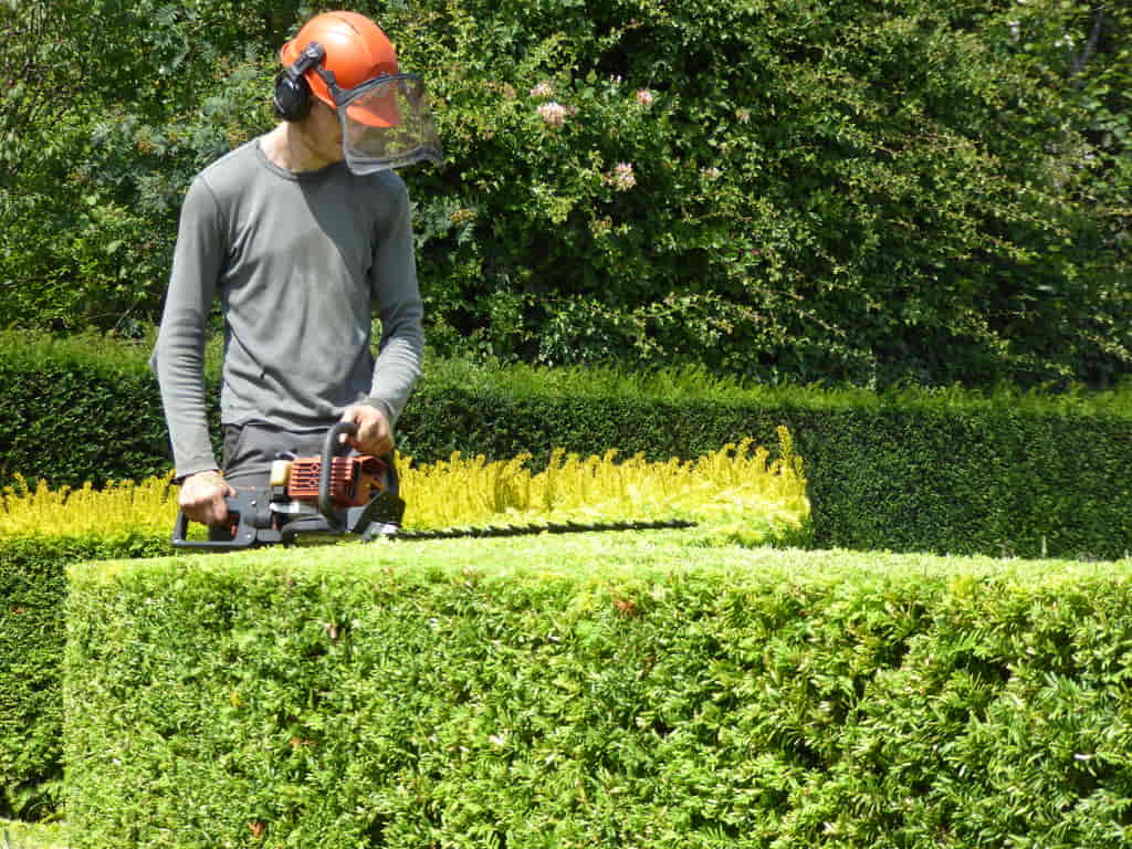 Trimming Golden Yew topiary in Pembury