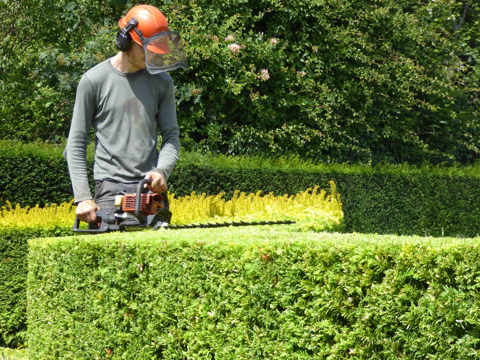 Golden Yew topiary cutting in Pembury