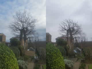 Oak tree cutting in Pembury