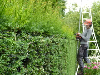 Yew hedge trimming and reduction in Pembury