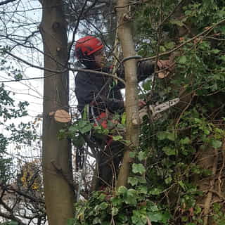 Tree surgeon John checking a pruning cut