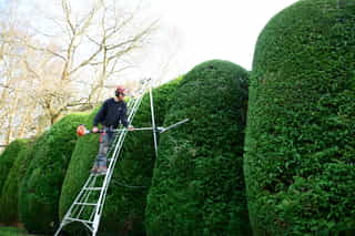 Cloud form hedge cutting in Tunbridge Wells