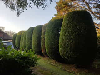 Cloud form hedge maintenance in Tunbridge Wells