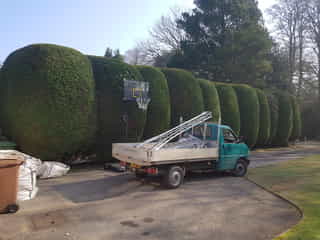 Cloud form hedge maintenance in Tunbridge Wells