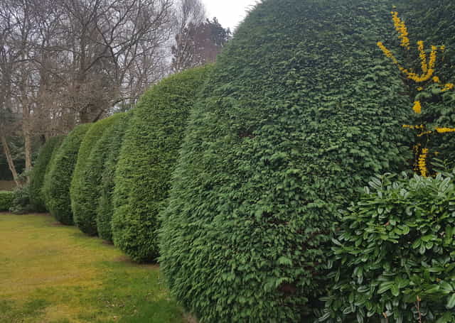 Cloud form hedge trimming in Tunbridge Wells