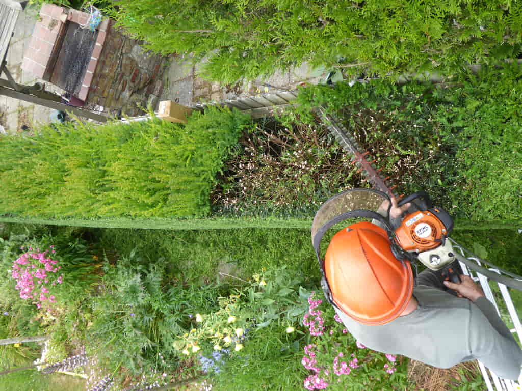 Trimming and reducing a Yew hedge in Pembury