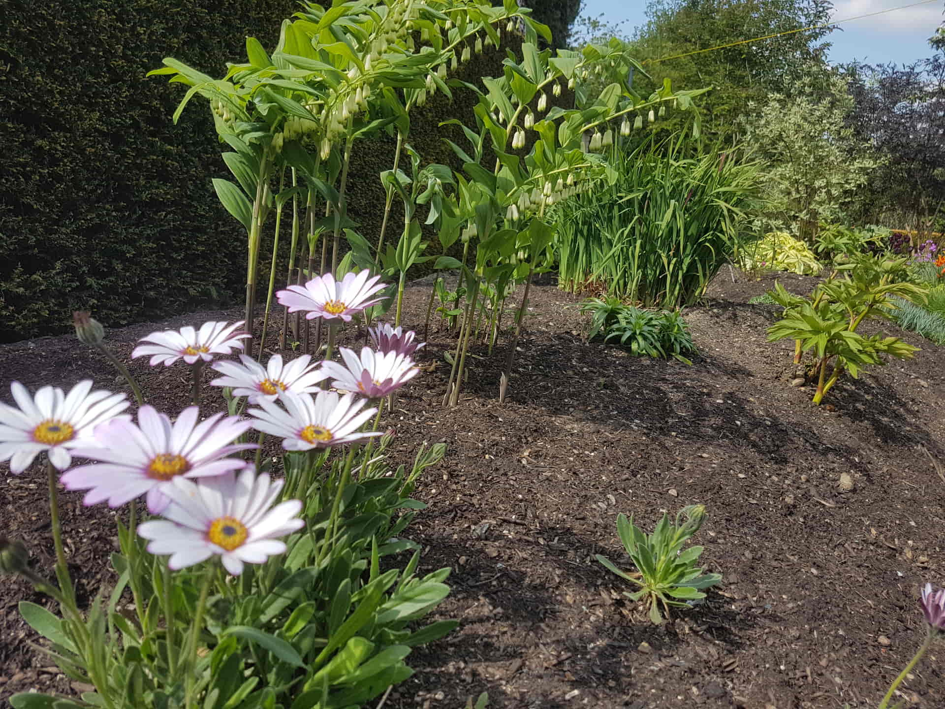 Freshly completed border mulching in Pembury
