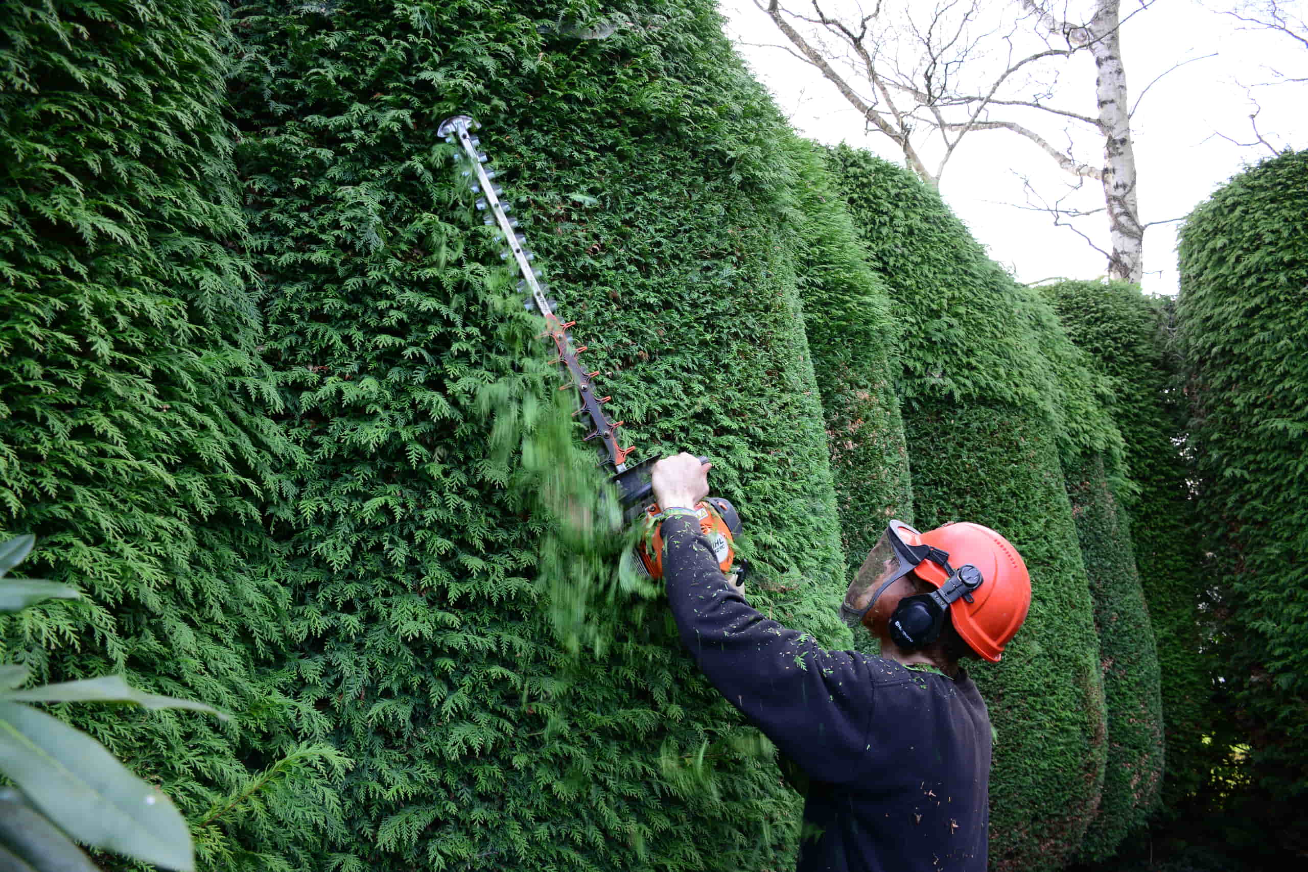 Hedge trimming near Tunbridge Wells