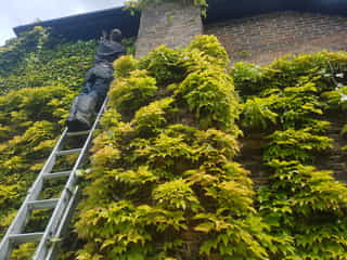 Pruning Boston Ivy climber in Tunbridge Wells
