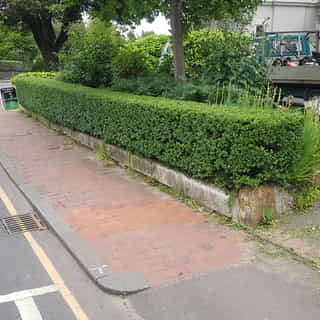 Cutting a Privet hedge in Tunbridge Wells
