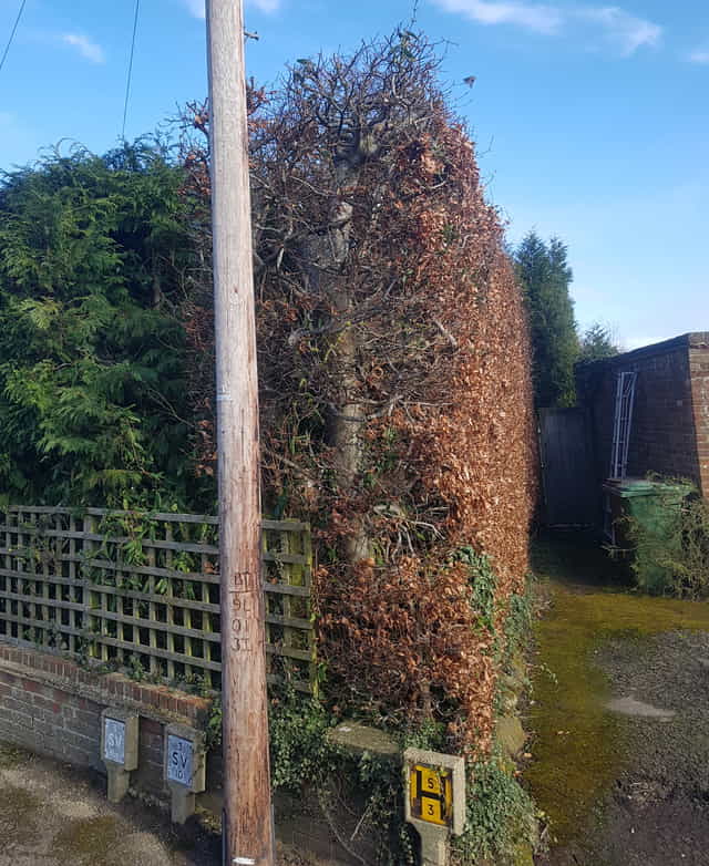 Beech hedge maintenance and reduction in Pembury